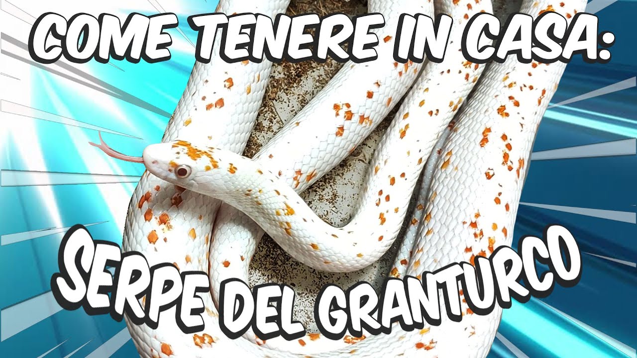 quanto costa un serpente del grano