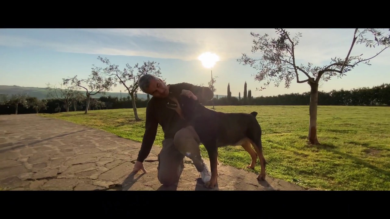 quanto costano le pensioni per cani