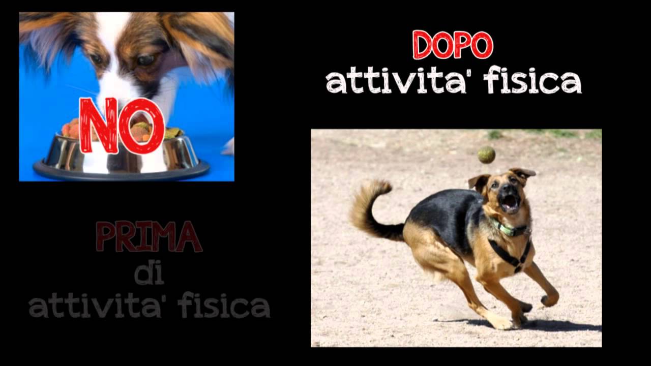 quanto dura la digestione del cane
