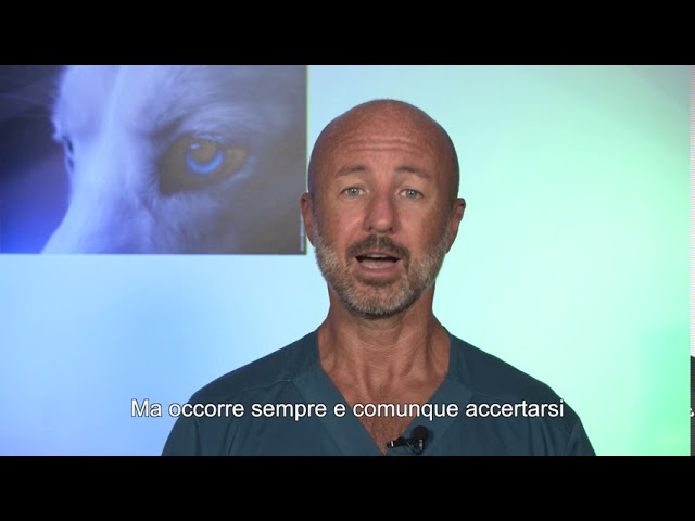 quanto dura la gravidanza isterica di un cane