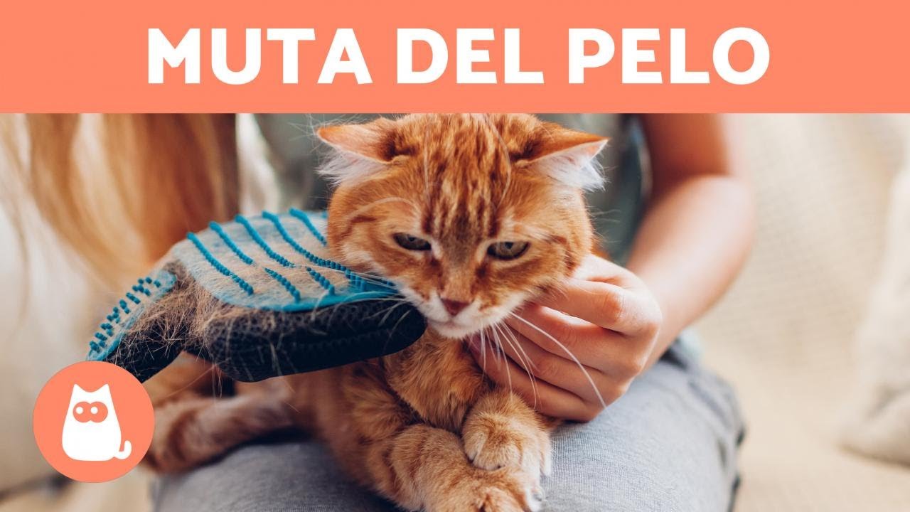 quanto dura la muta del gatto