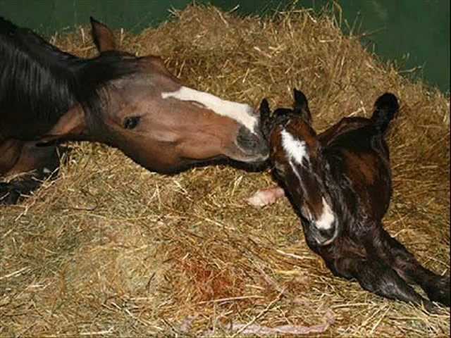 quanto dura la vita di un cavallo