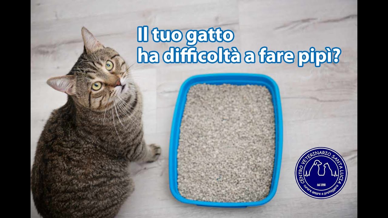 quanto resiste un gatto senza fare pipì