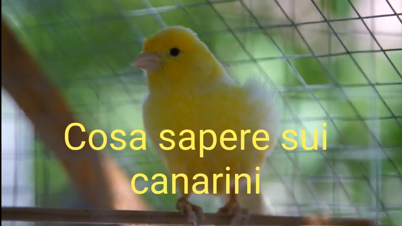 quanto vive un canarino in gabbia
