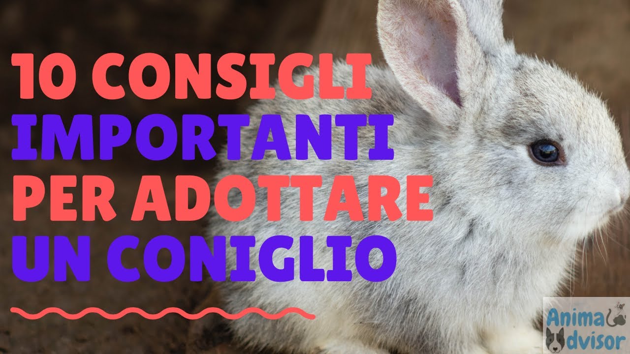 quanto vive un coniglio nano ariete