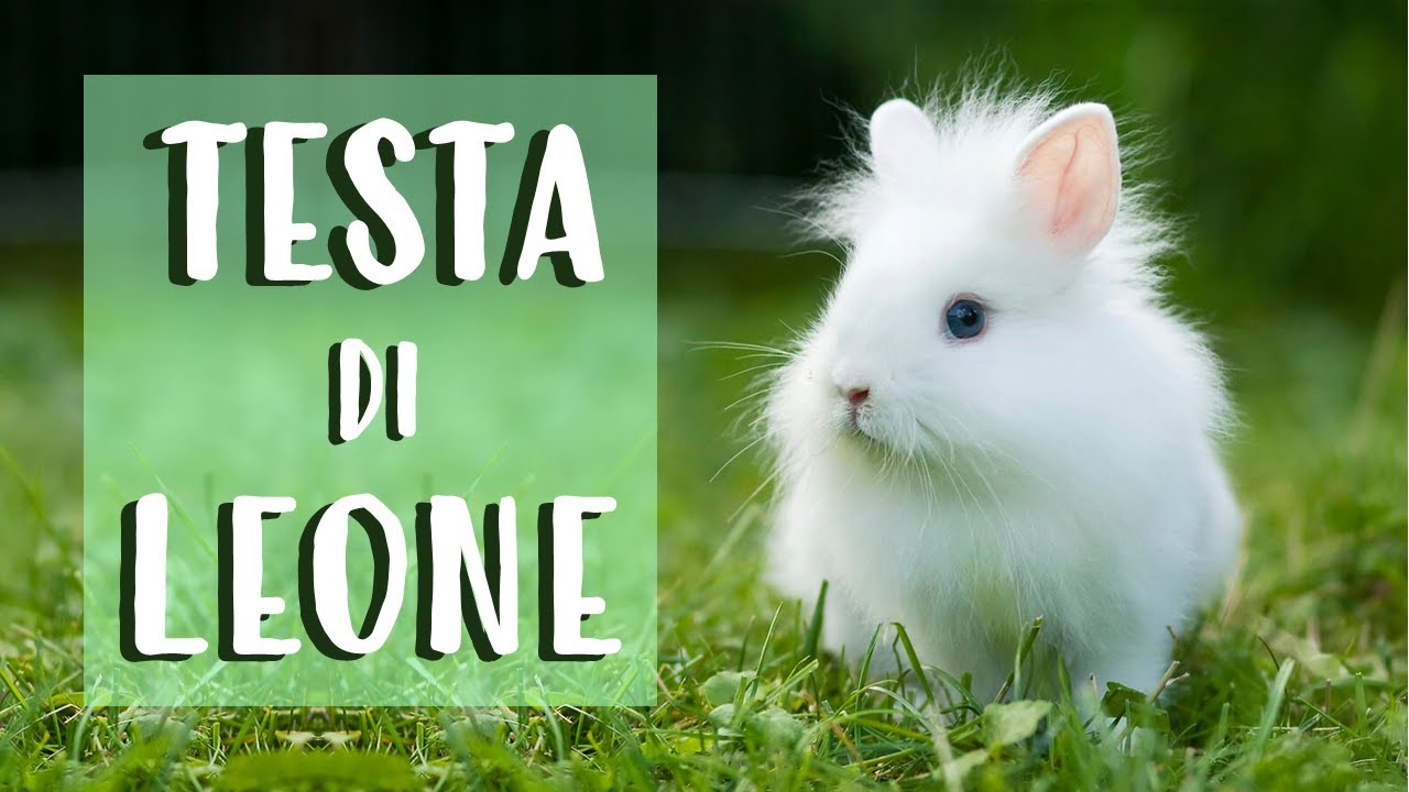 quanto vive un coniglio testa di leone