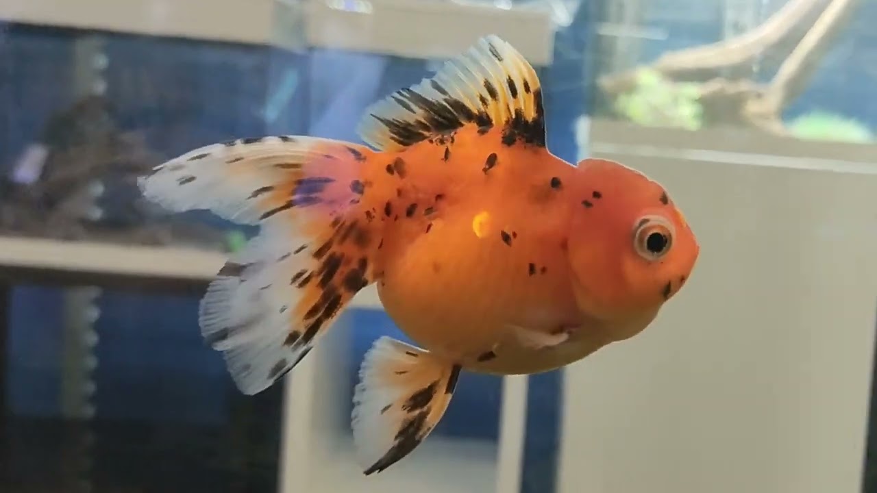 quanto vive un pesce rosso senza mangiare