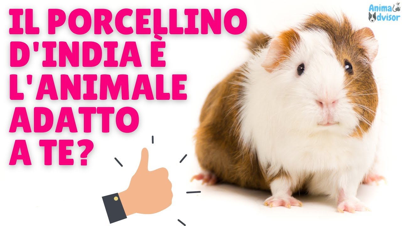 quanto vive un porcellino d india