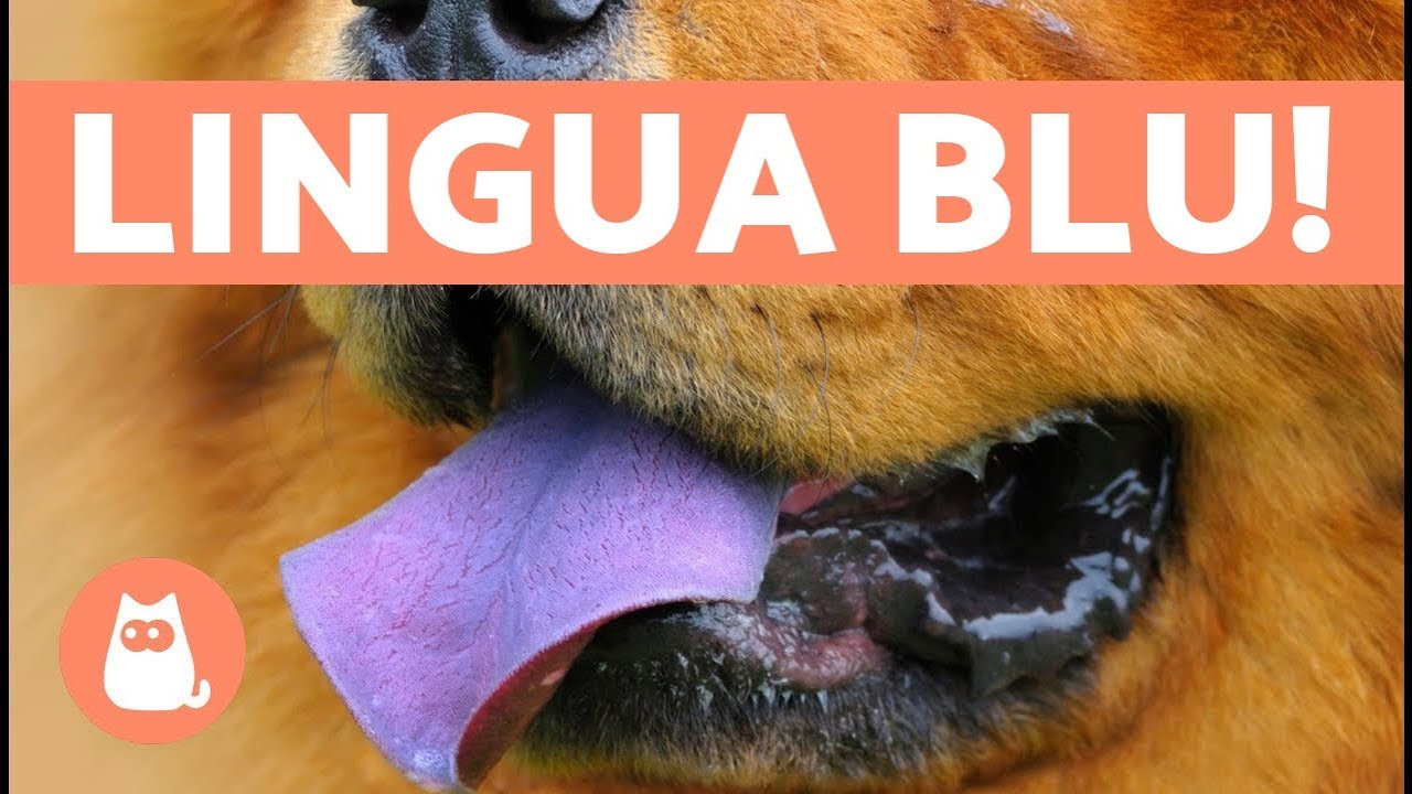 razza canina cinese con lingua blu