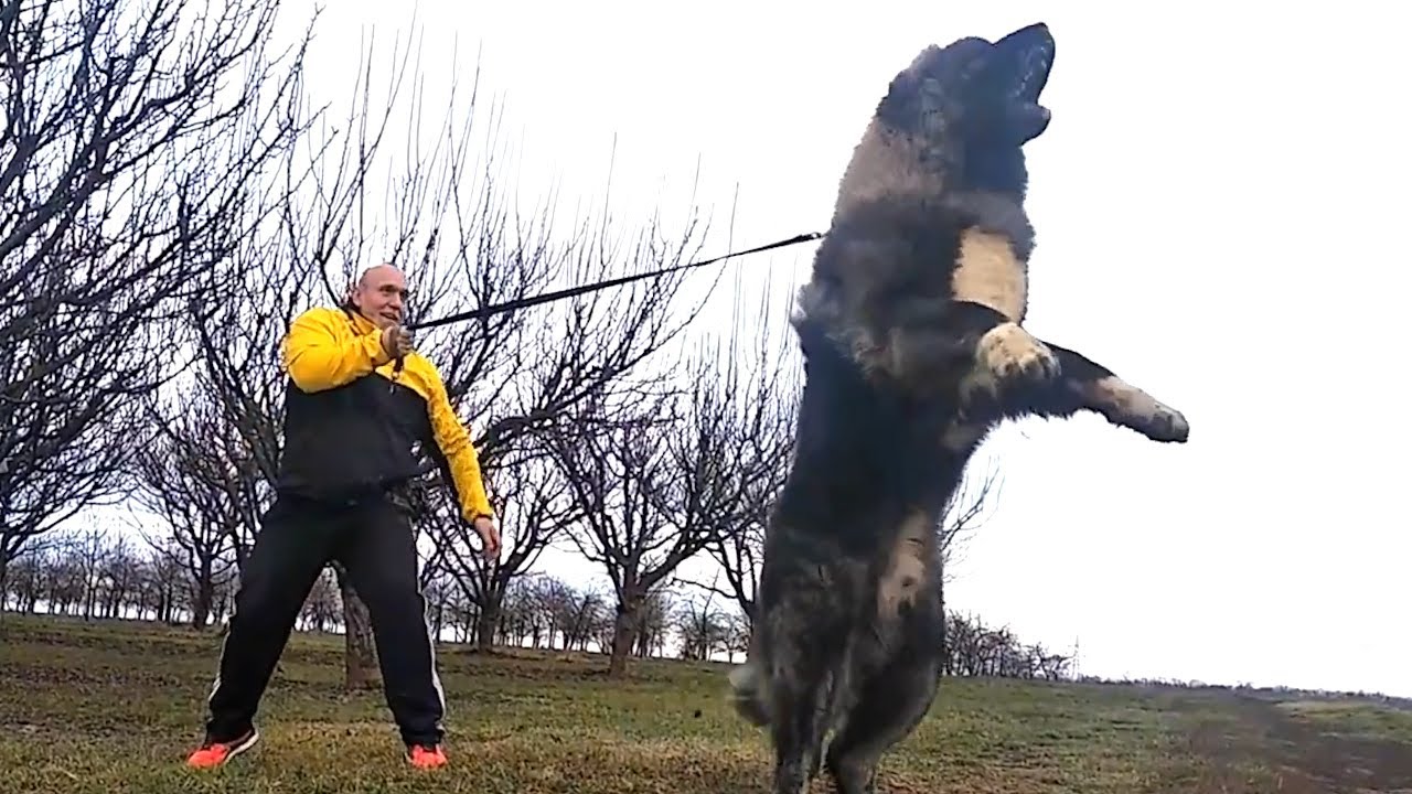 razze di cani di taglia grande