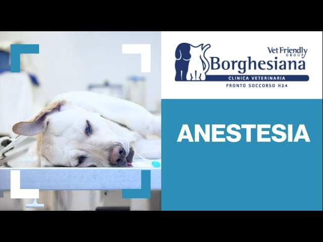 recensioni di anicura clinica veterinaria letimbro savona