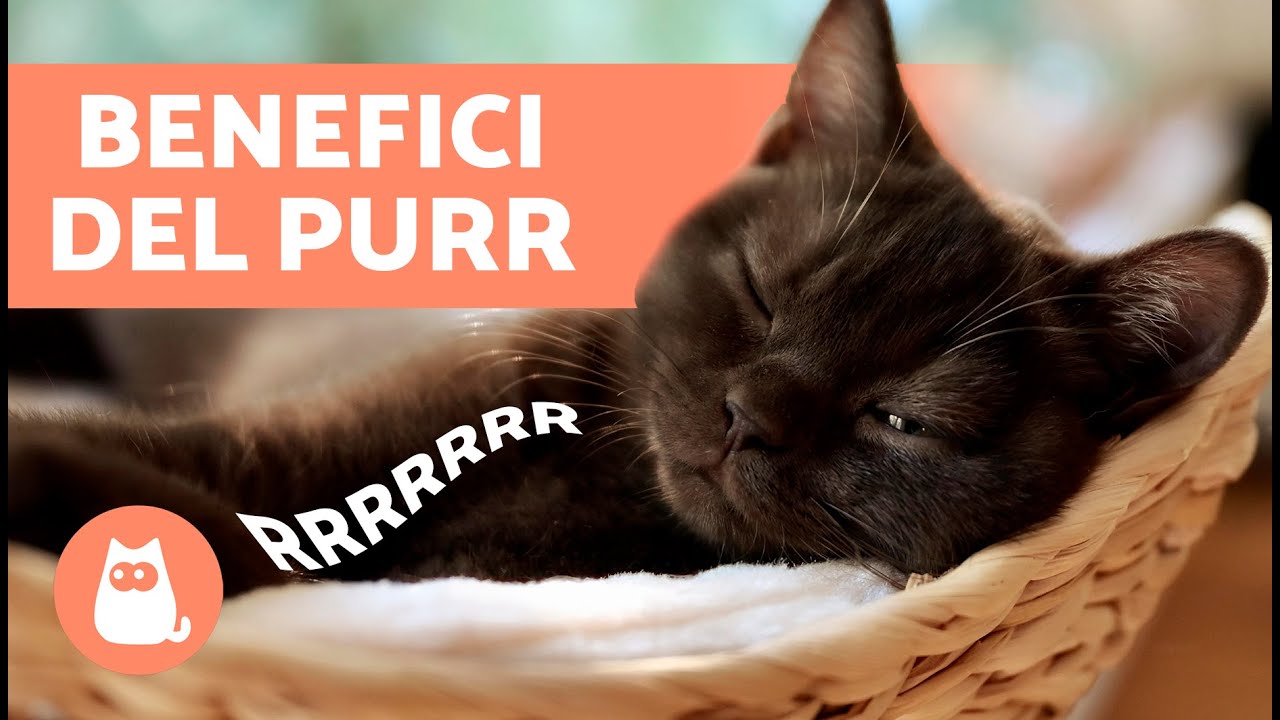 ripetuta indica le fusa dei gatti