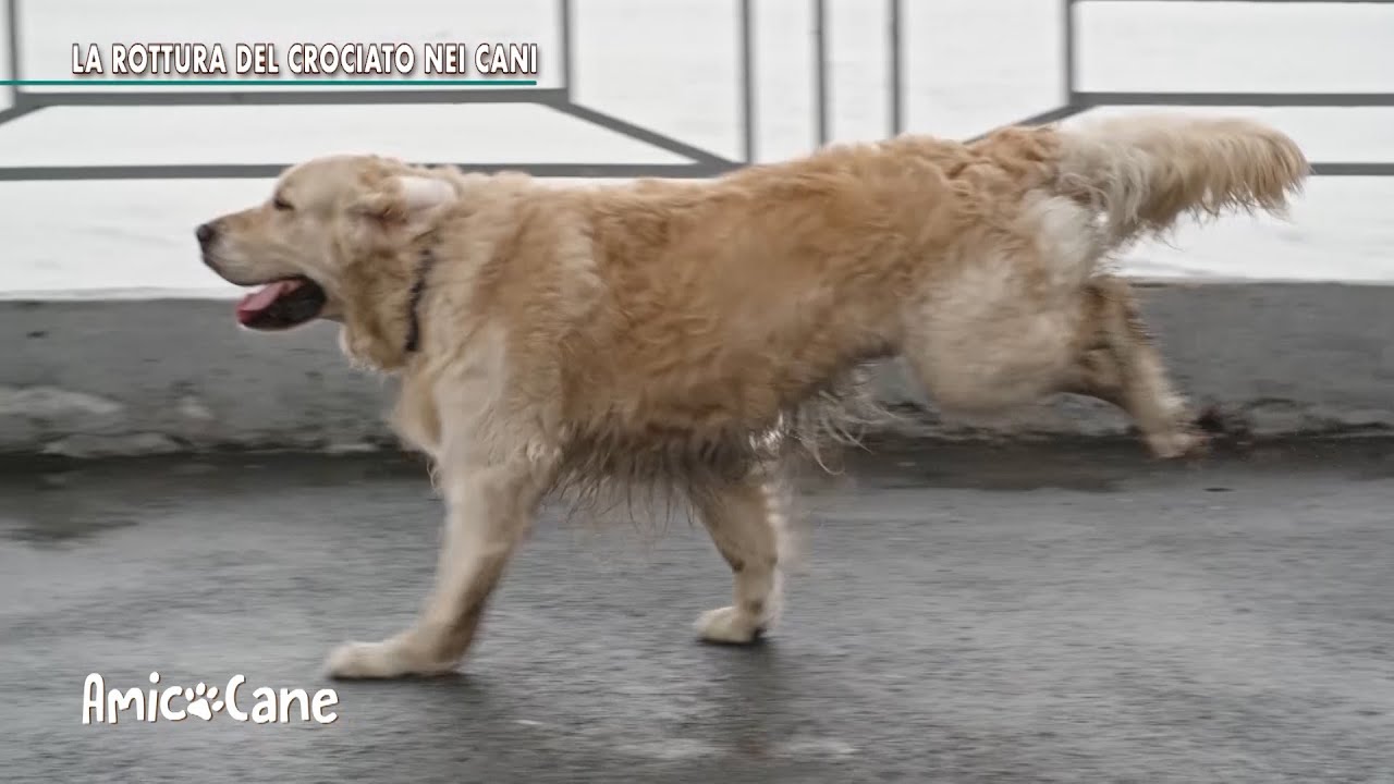 rottura legamento crociato posteriore cane quando necessario operare