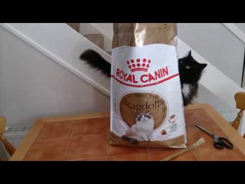 royal canin persian 10 kg + 2 kg gratis