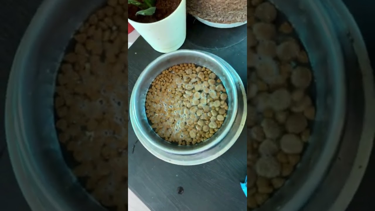 royal canin puppy mini dosi giornaliere