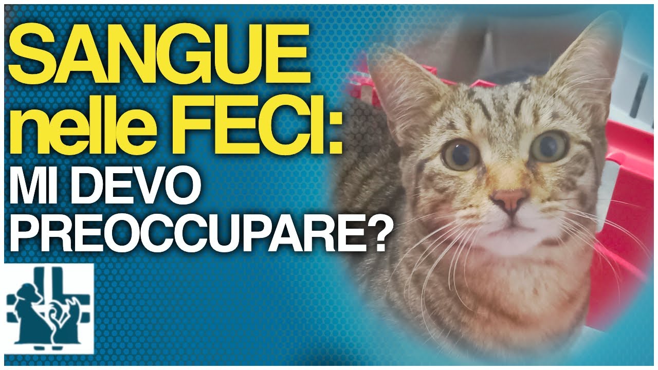 sangue nelle feci del gatto femmina