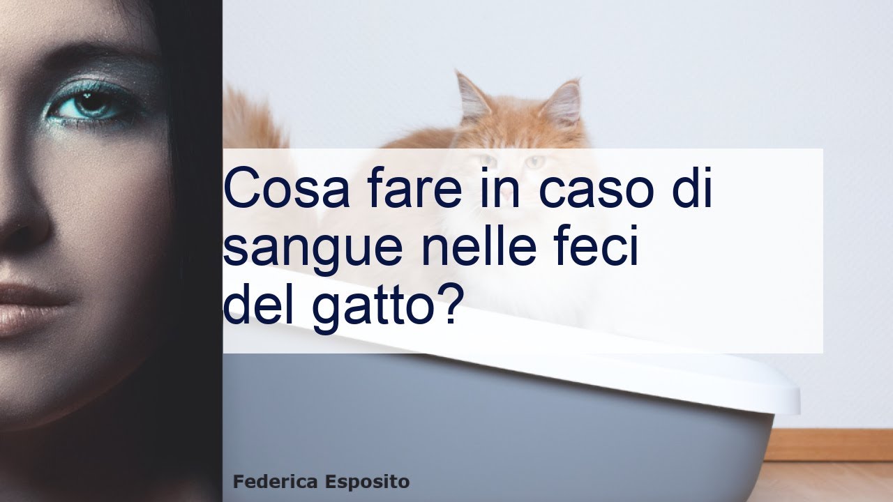 sangue nelle feci del gatto rimedi naturali