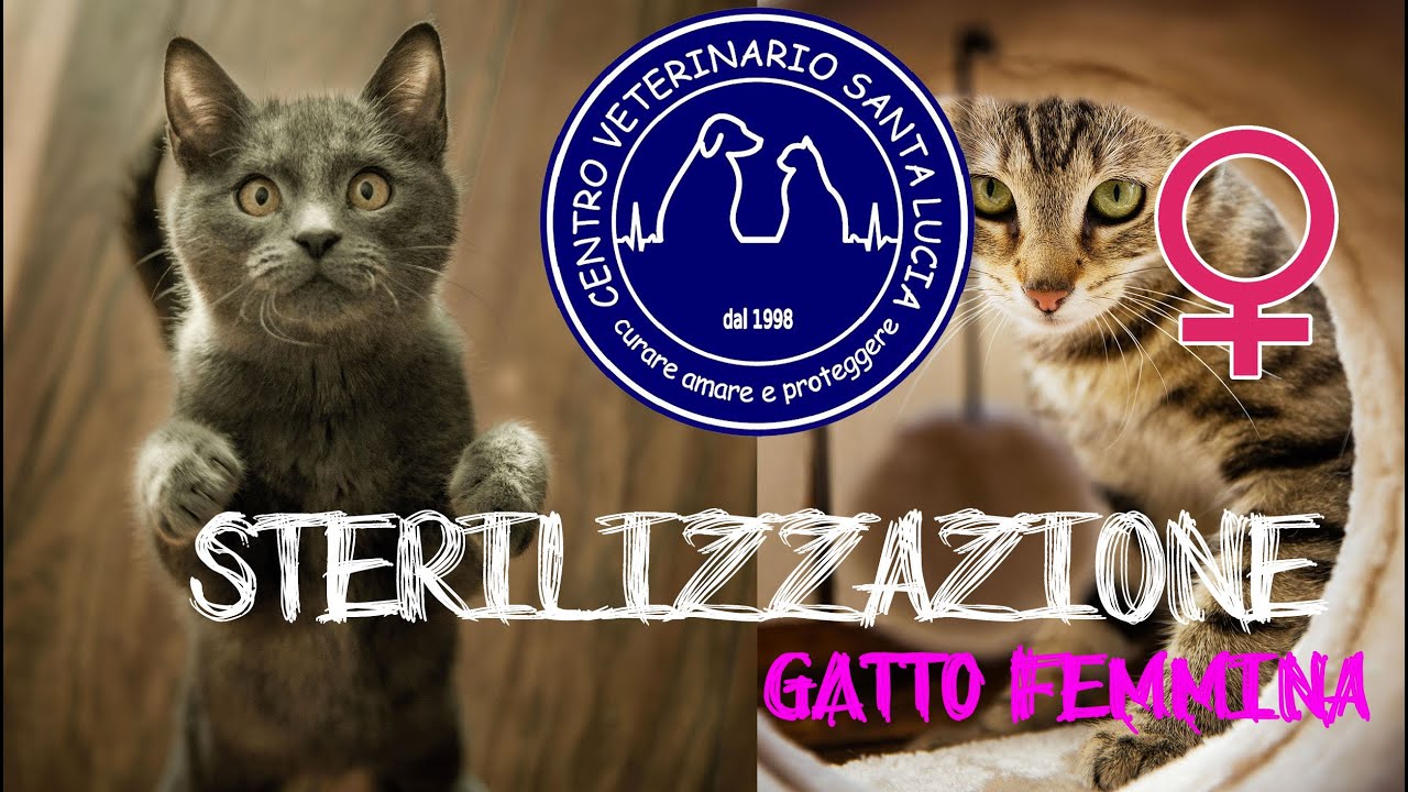 sangue nelle urine del gatto femmina sterilizzata