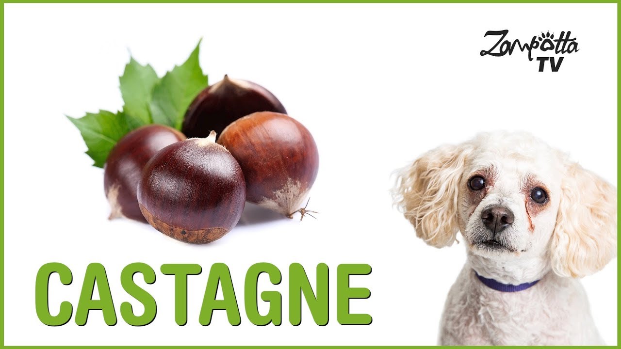 si possono dare le castagne ai cani