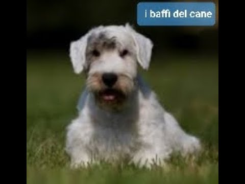 si possono tagliare i baffi al cane