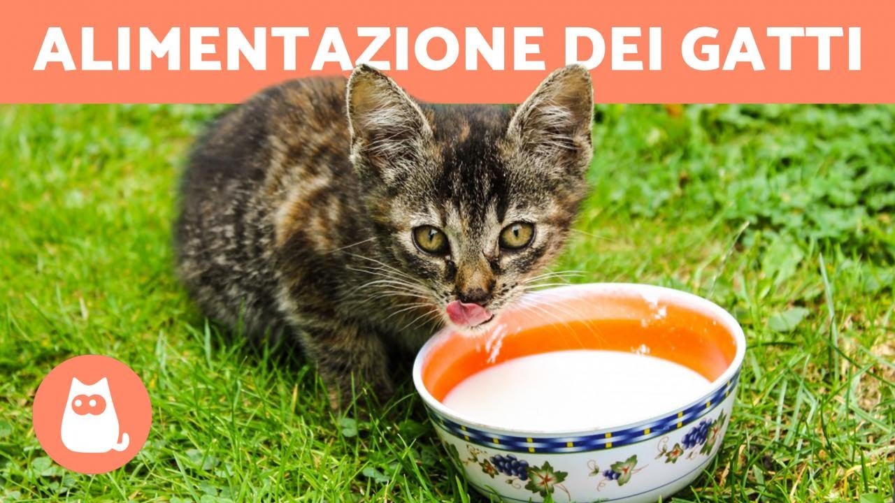 si può dare il latte senza lattosio ai gatti adulti