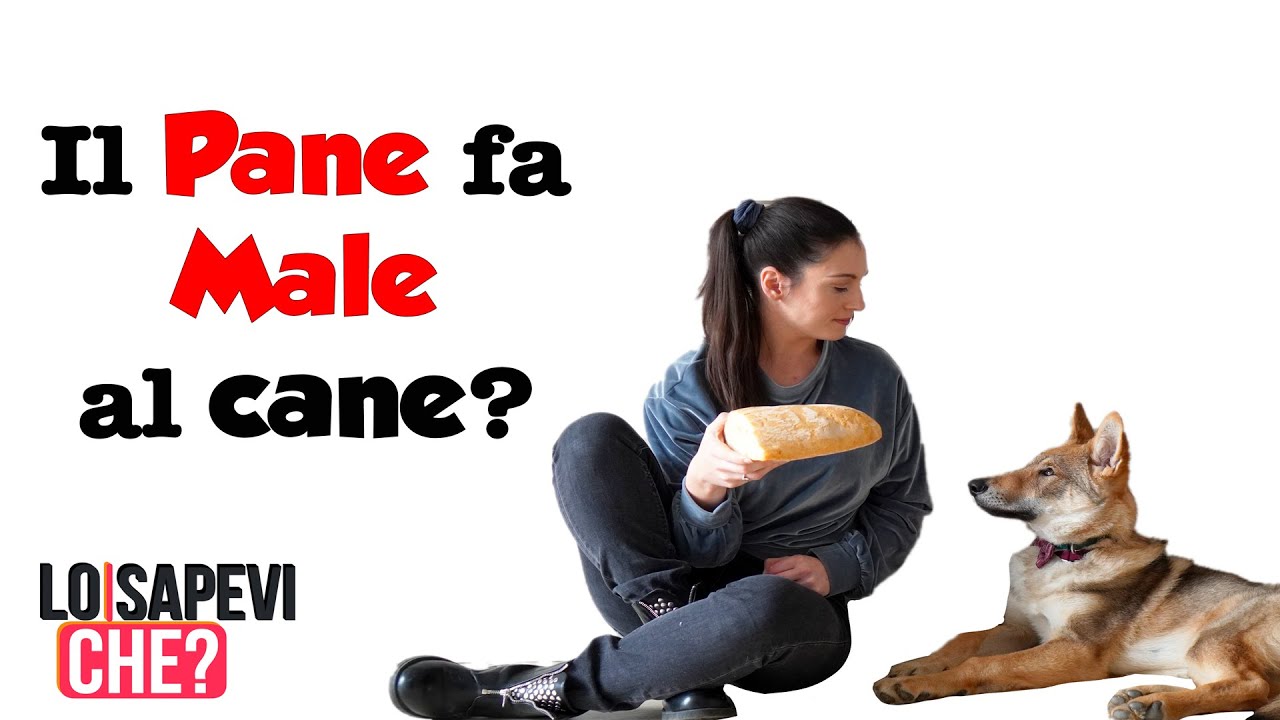 si può dare il pane ai cani