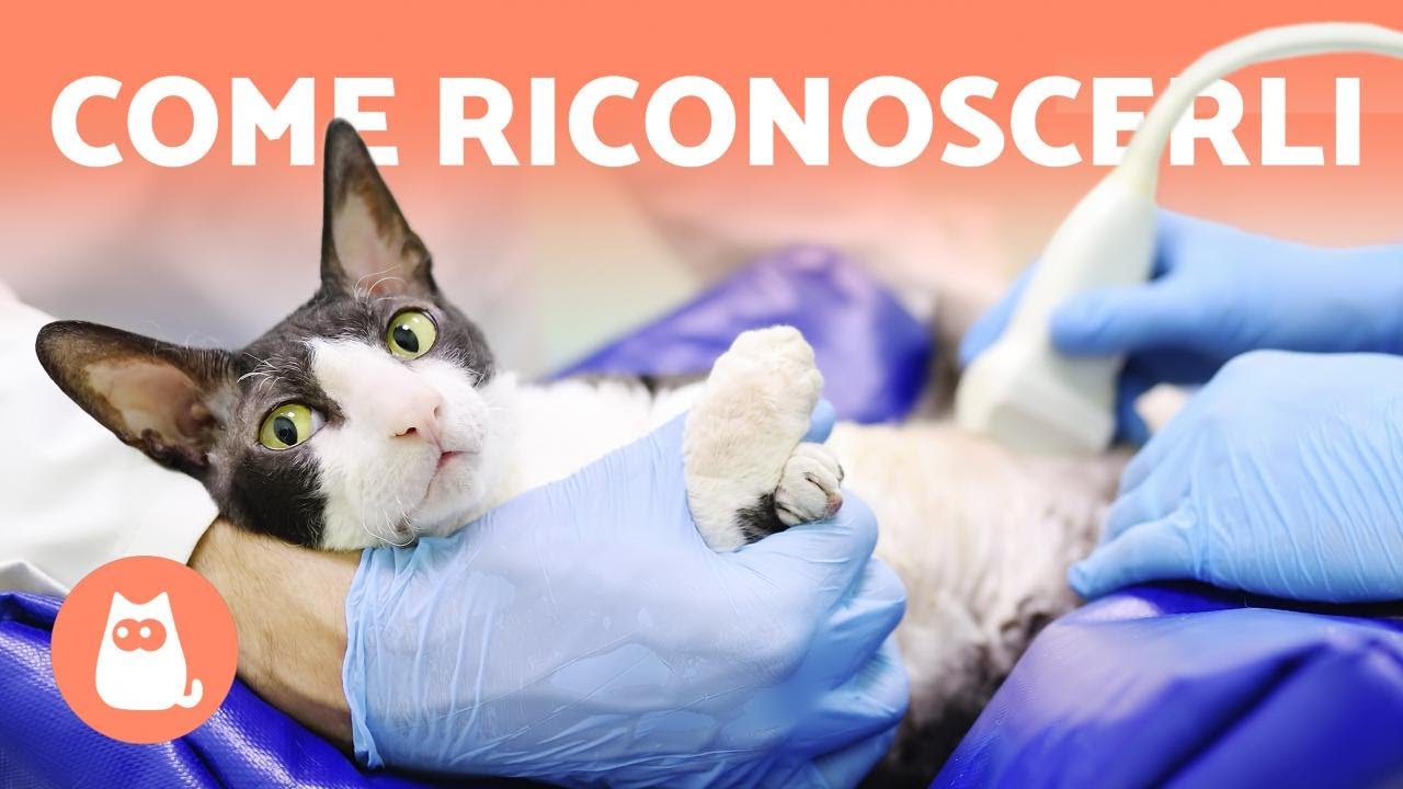 si può sterilizzare una gatta incinta