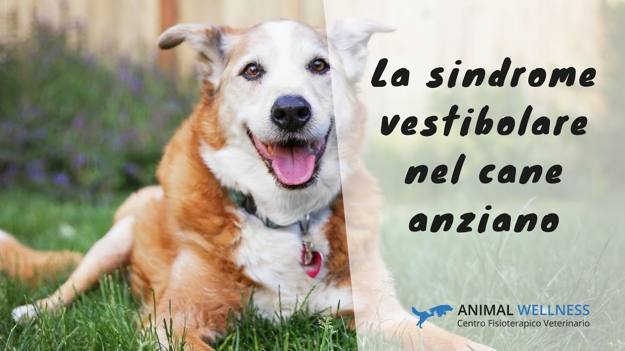 sindrome vestibolare cane anziano quanto dura
