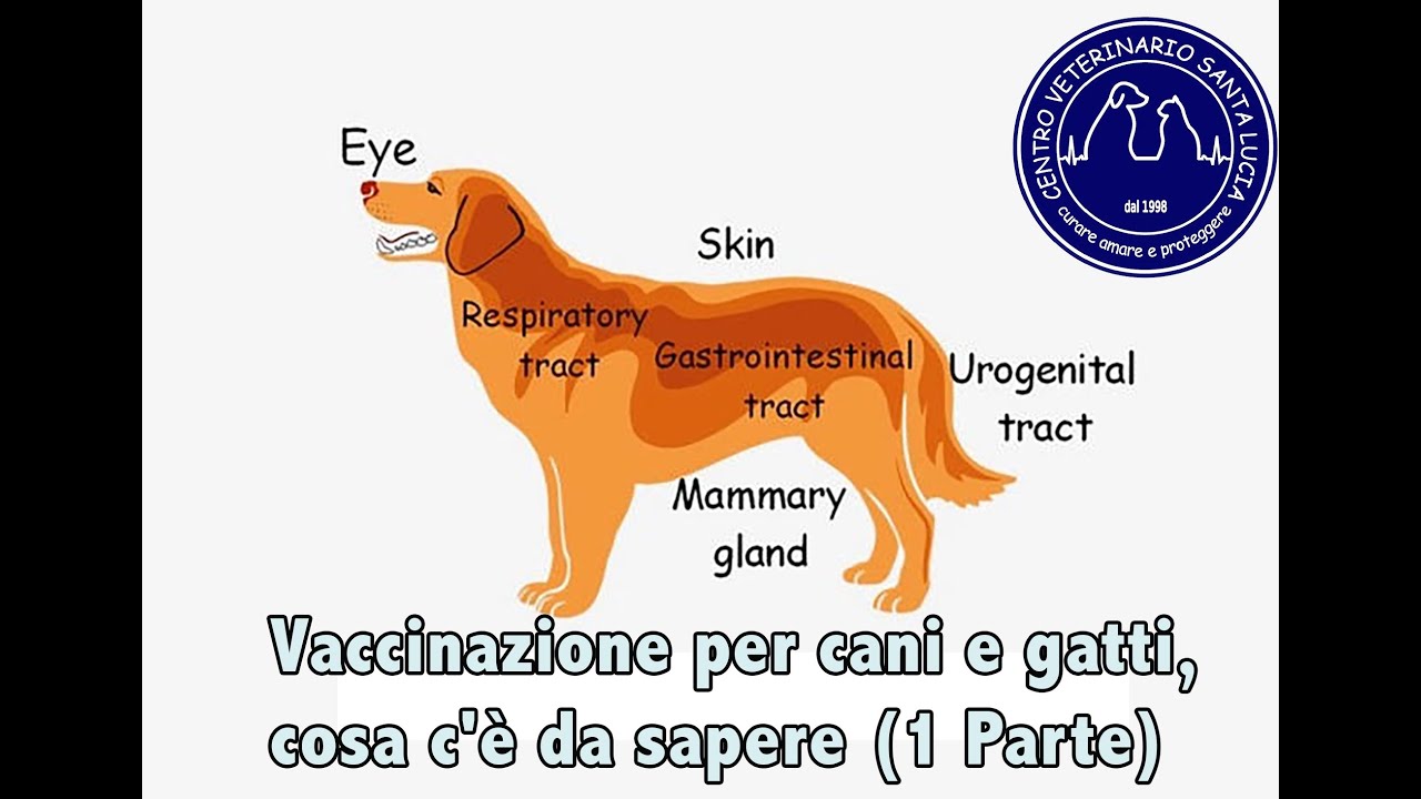 smettere di fare i vaccini al cane
