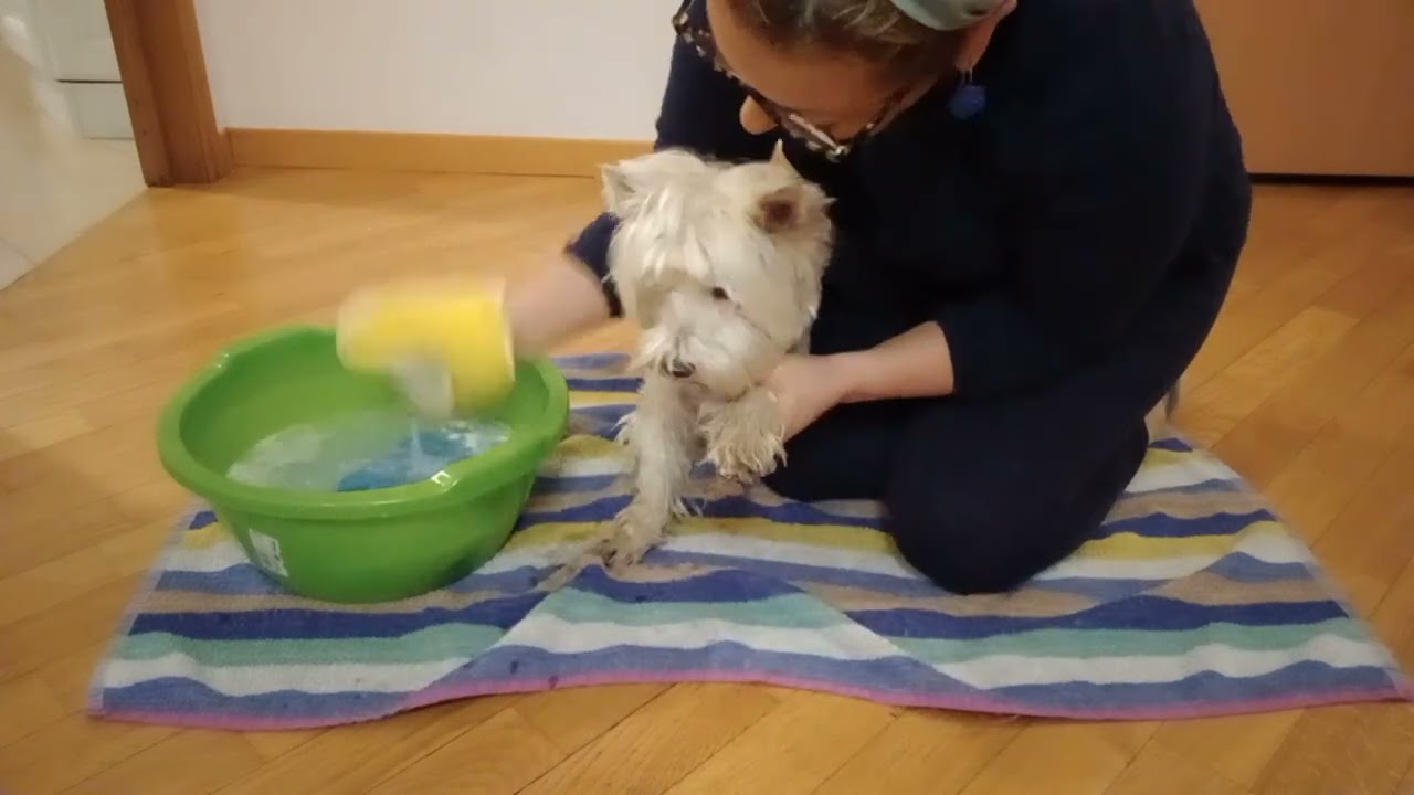 soluzione acqua e aceto per cani