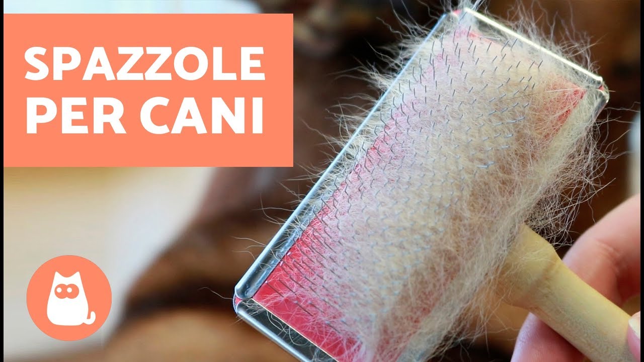 spazzola per chihuahua a pelo corto