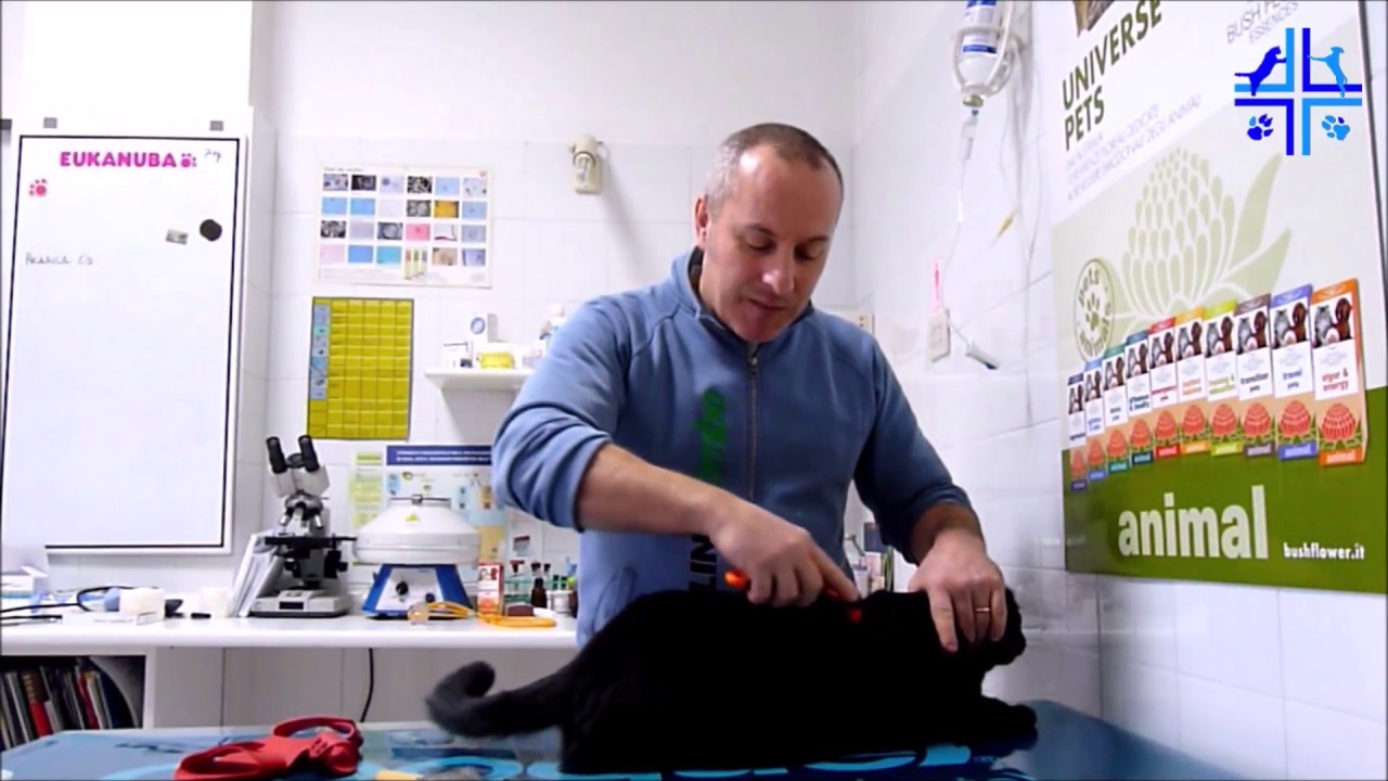 spazzola per gatti a pelo corto
