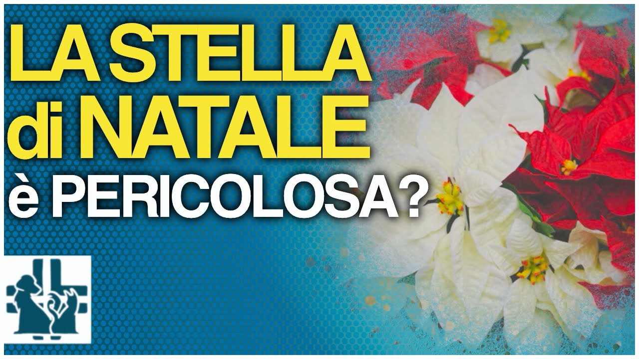 stella di natale tossica per cani