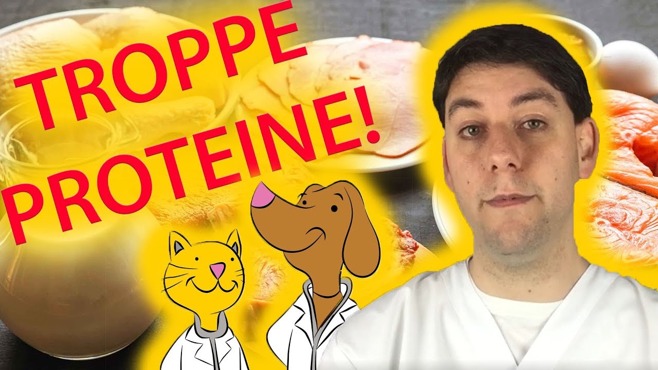 troppe coccole al cane fanno male