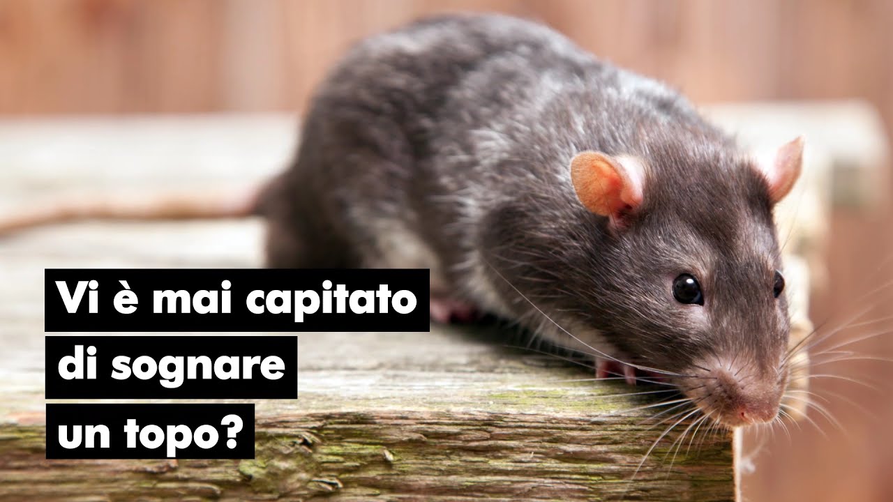 trovare un topo in casa significato