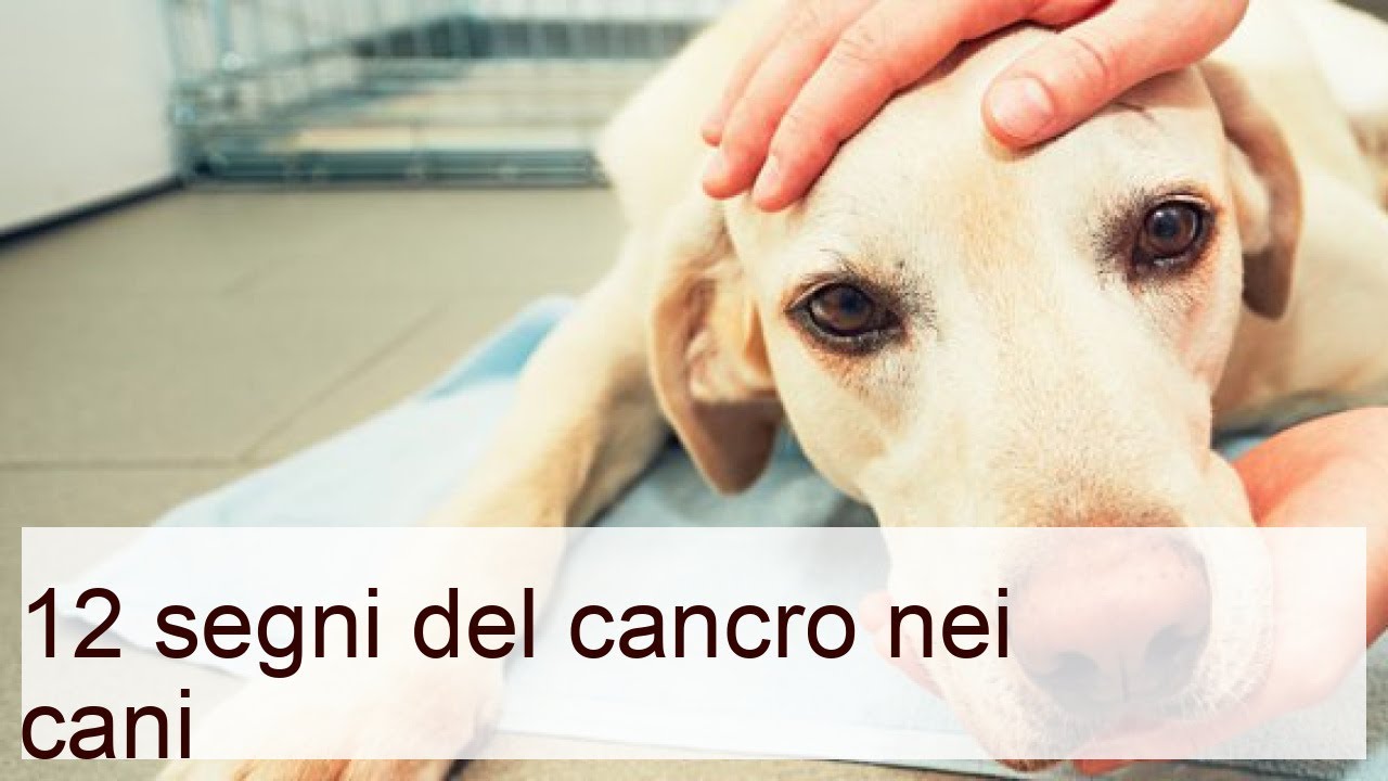 tumore alla tiroide nel cane sintomi