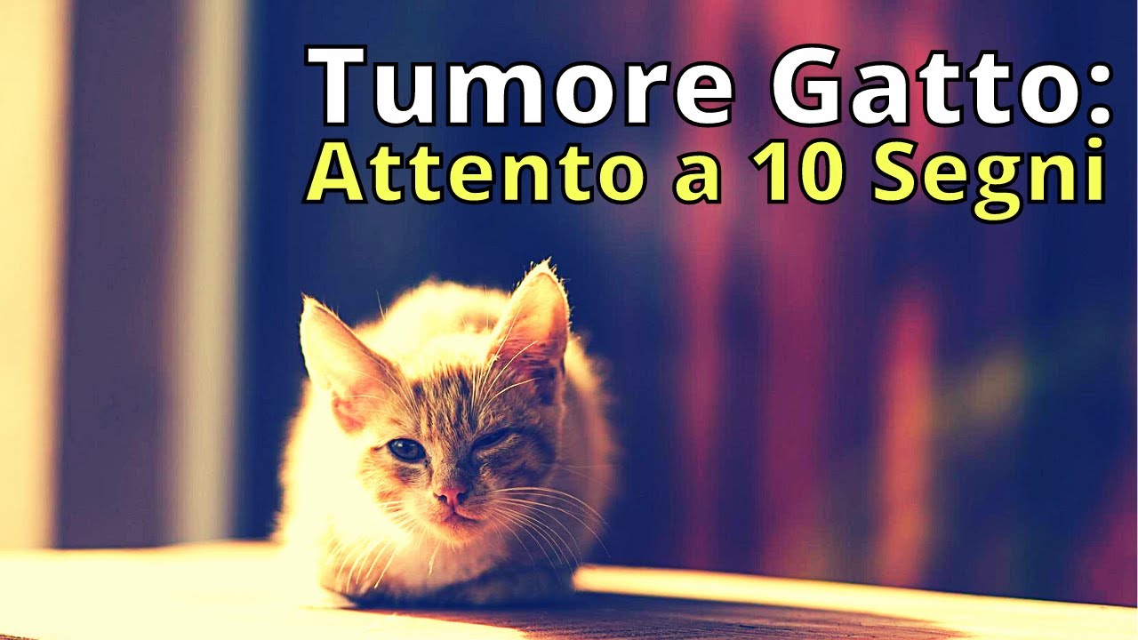 tumore intestino gatto aspettative di vita