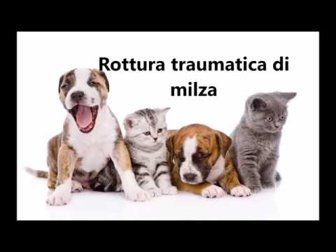 tumore milza cane aspettativa di vita