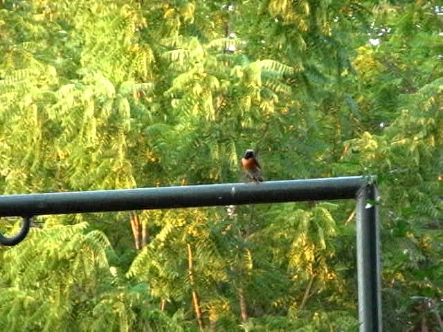 uccellino con petto rosso e testa nera