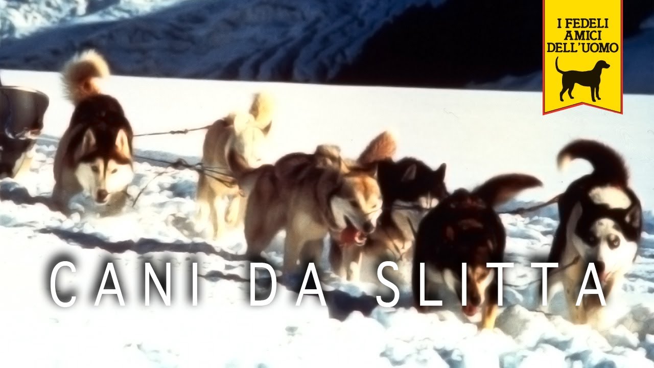 un alaskan tra i cani da slitta