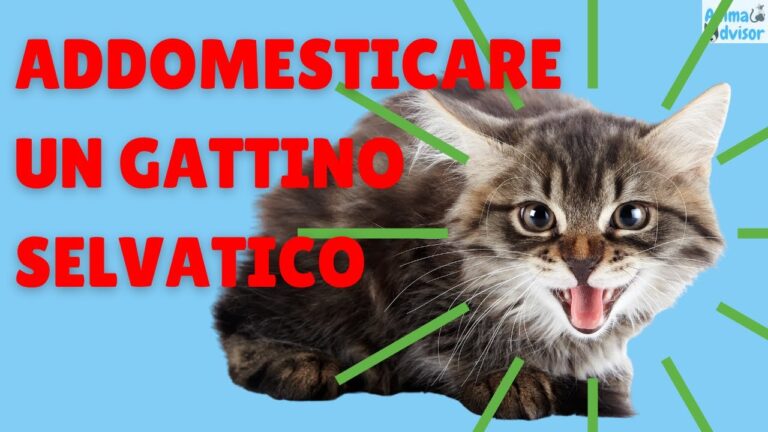 Da randagio a re di casa: come un gatto si abitua alla vita domestica ...