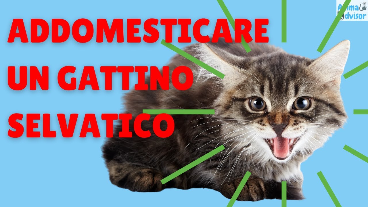 un gatto randagio si abitua in casa
