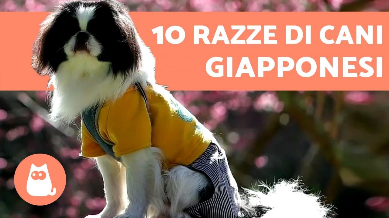 un piccolo cane di origine giapponese