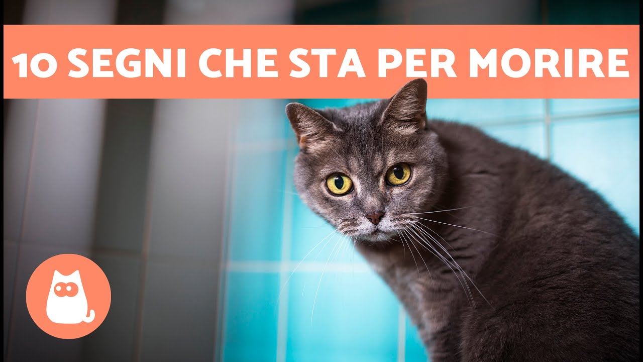 vedere un gatto morto per strada significato