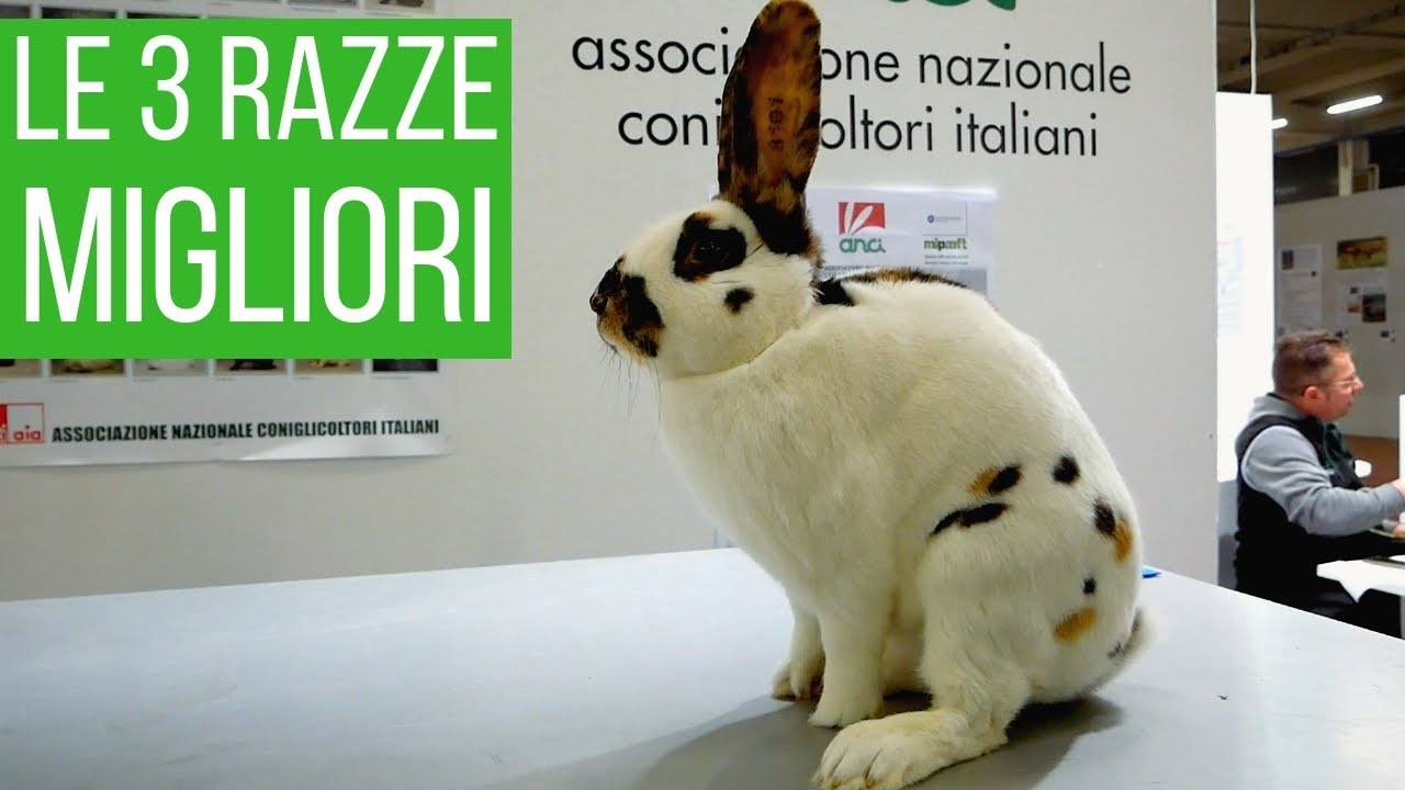 vendita conigli nani vicino a me