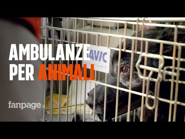 veterinario aperto 24 ore su 24 trieste