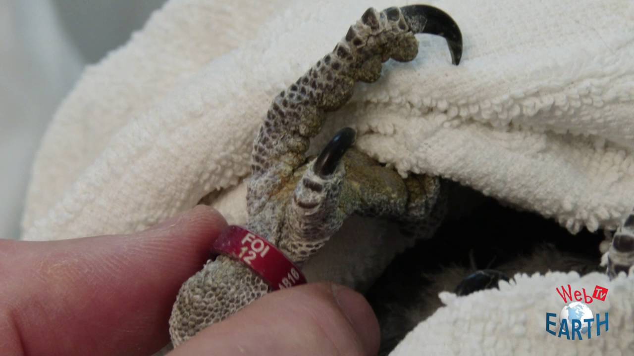 veterinario per uccelli vicino a me