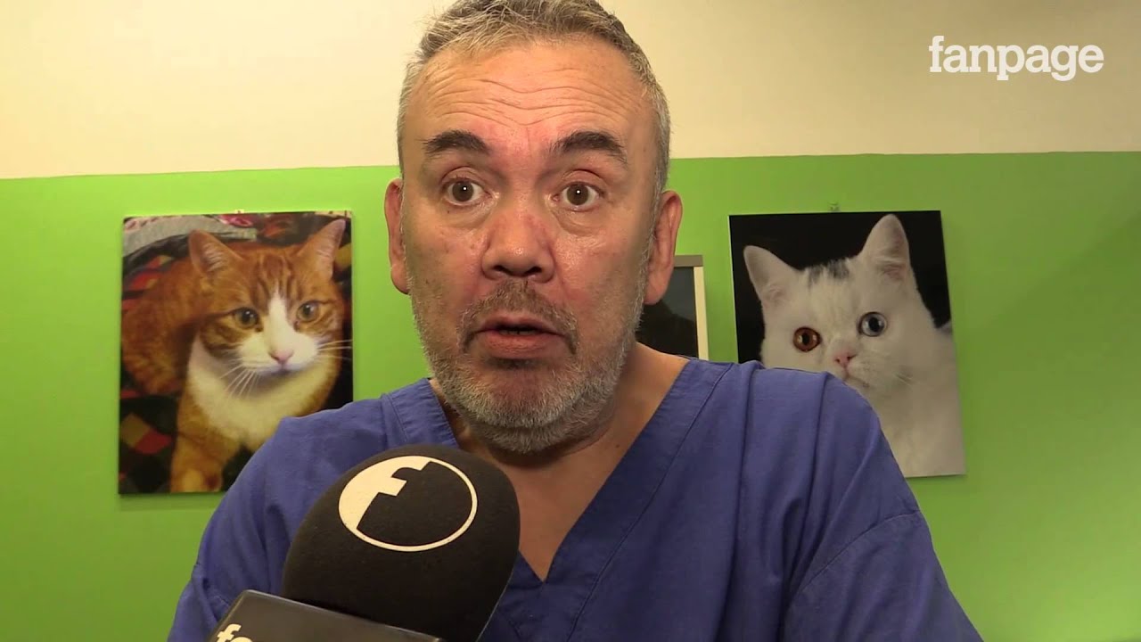 veterinario vicino a me aperto domenica