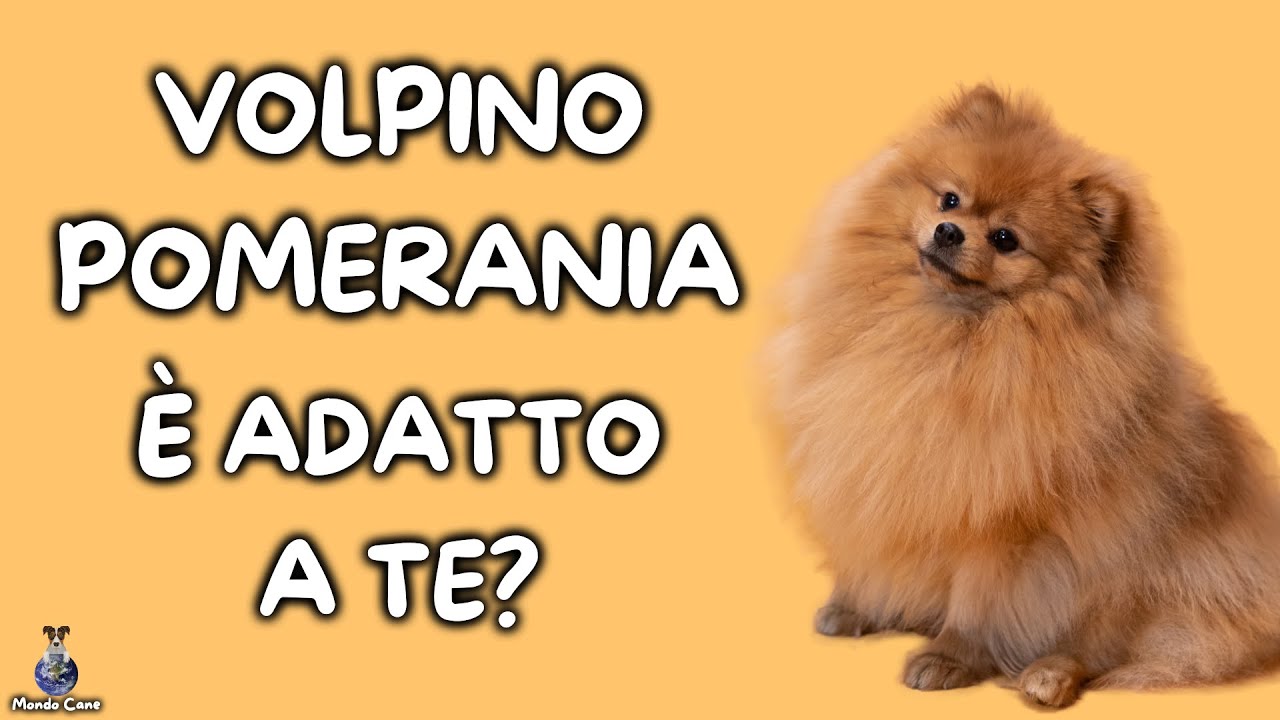 volpino di pomerania pelo corto prezzo