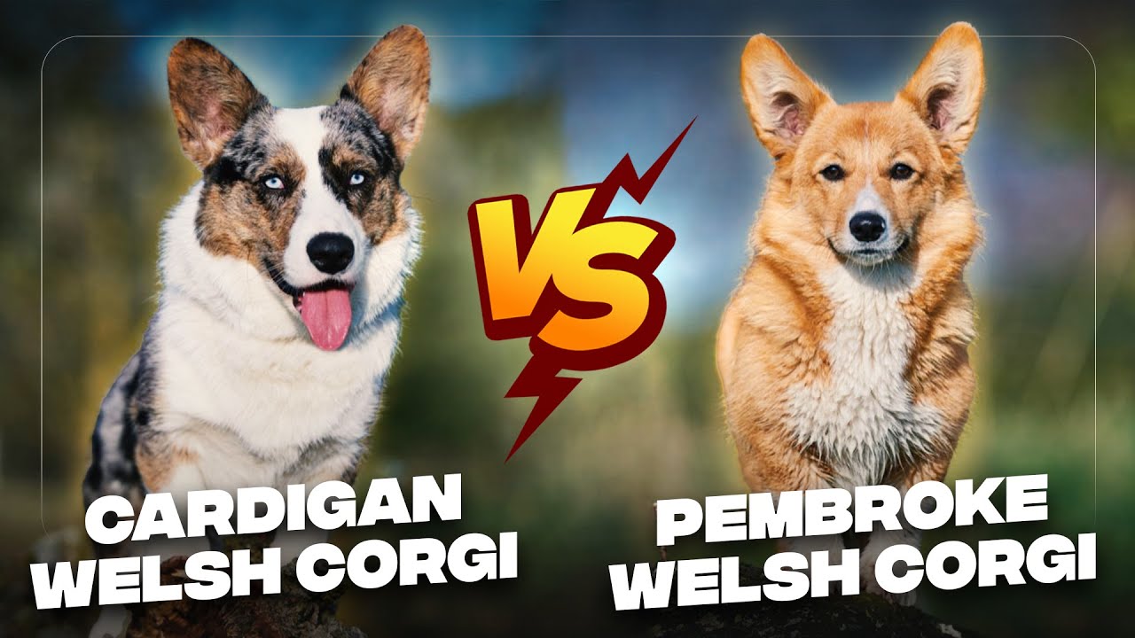 welsh corgi cardigan e pembroke differenze